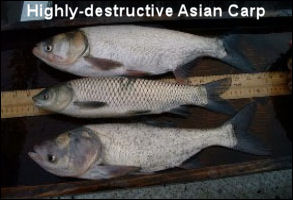 Asian carp