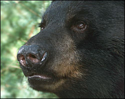 Black bear