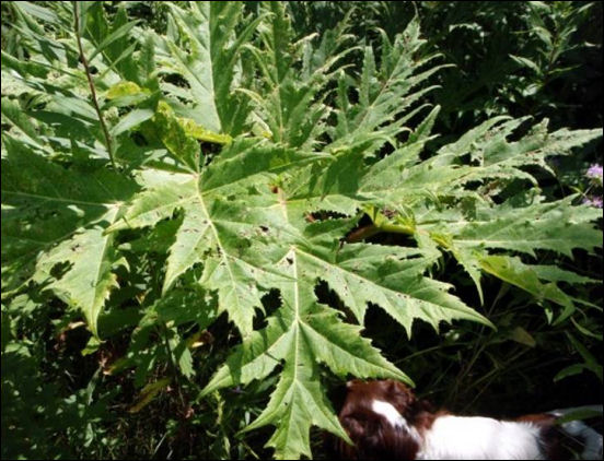 Hogweed leaves - Note jagged edges