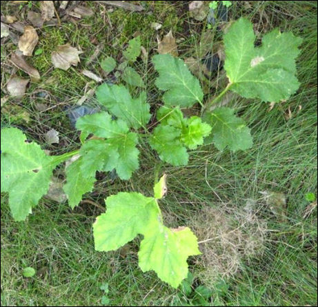 Hogweed seedling